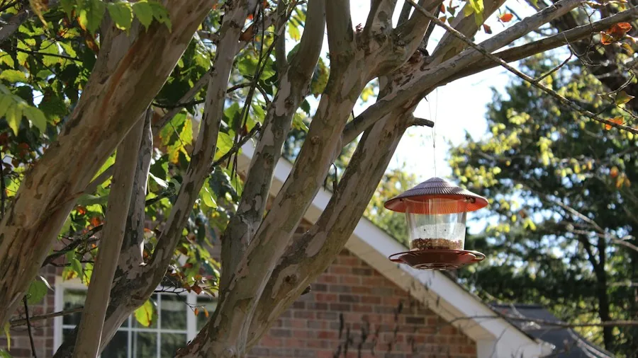 Clever Bathroom Staple Becomes Your Bird Feeder Hanging Solution 3 bird feeder installation outdoor tree