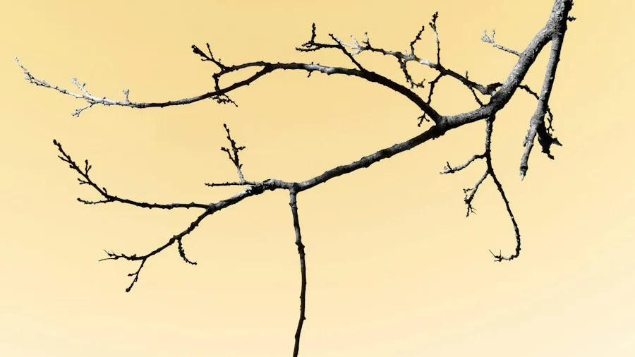 Twig Tree Lighting Trend Goes Year Round What Shoppers Need to Know 3 elegant twig branches warm glow
