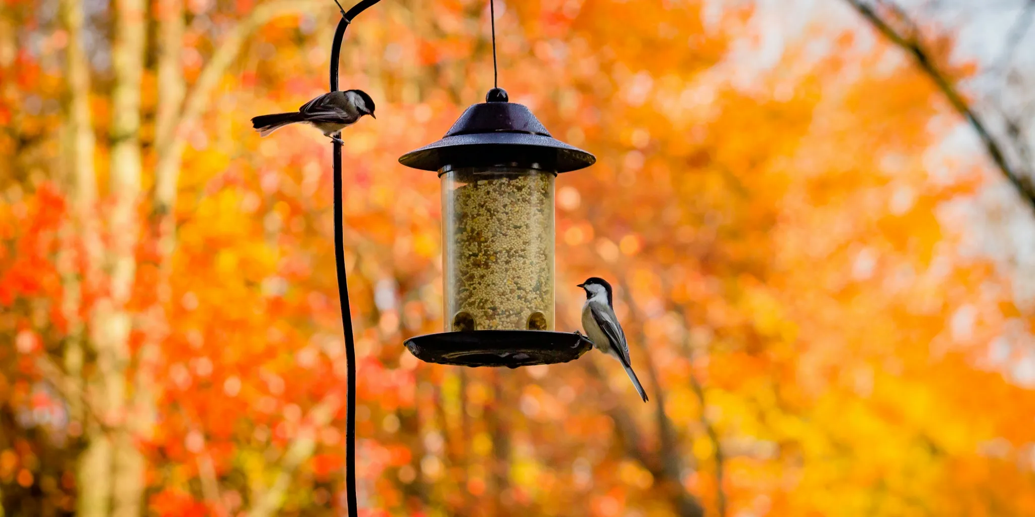 Clever Bathroom Staple Becomes Your Bird Feeder Hanging Solution