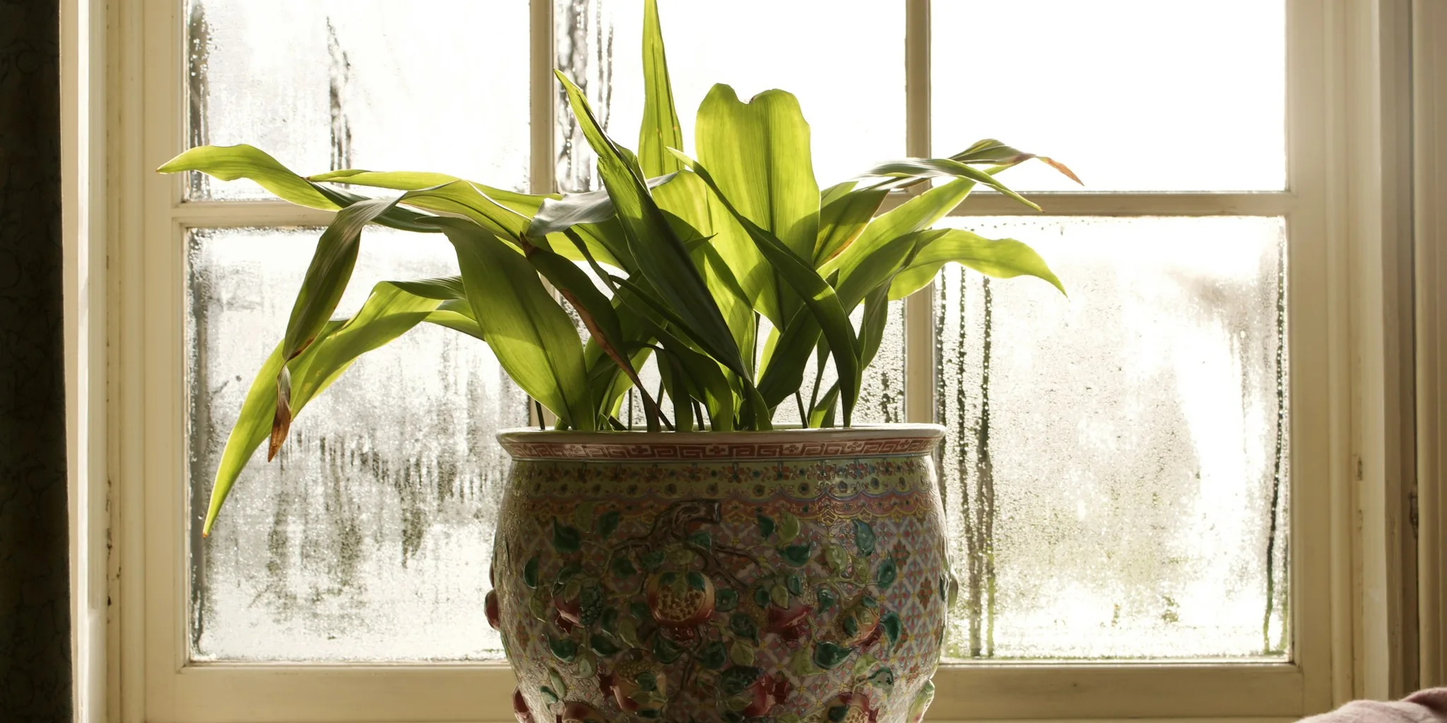 Bathroom Staple Stops Whiteflies on Houseplants