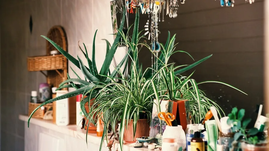 Amazon Tiered Corner Shelf Offers New Bathroom Storage Option for Shoppers 2 organized bathroom counter with plants