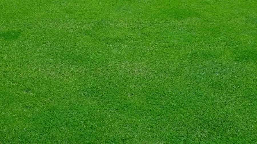Craftsman V20 Dethatcher Scarifier Now Available: What Lawn Care Shoppers Should Know 2 person using lawn dethatcher spring