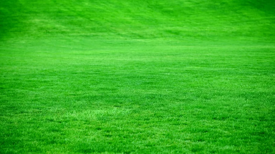 Old Shower Curtains Make Excellent Weed Barriers: What Shoppers Should Know 3 plastic tarp grass lawn