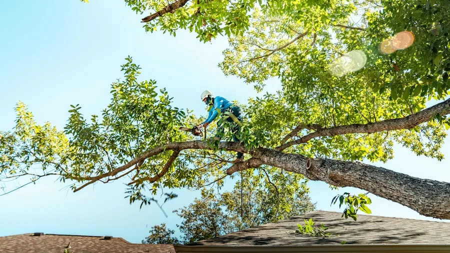 Roof Damage From Frost: What Homeowners Should Know Before Winter Arrives 3 tree trimming damaged branches storm