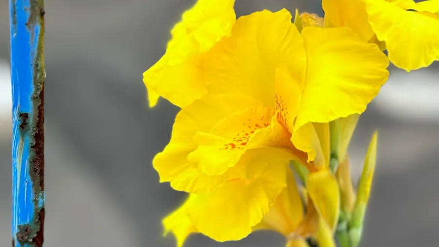 Bathroom Petroleum Jelly Trick Stops Whiteflies from Damaging Your Indoor Plants 2 yellow sticky trap insects plant